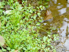 Rorippa amphibia
