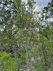 Forestiera reticulata