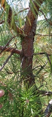 Pinus rigida