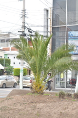 Phoenix canariensis