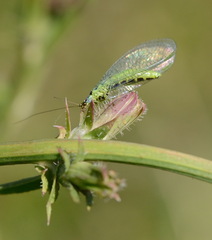 Chrysopa walkeri