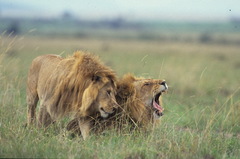 Panthera leo melanochaita
