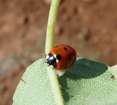 Dinocampus coccinellae