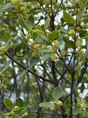 Forestiera reticulata