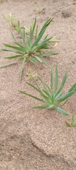 Alstroemeria recumbens