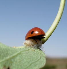 Dinocampus coccinellae