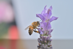 Apis mellifera