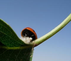 Dinocampus coccinellae