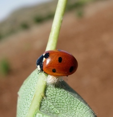 Dinocampus coccinellae