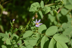 Symphyotrichum ciliolatum
