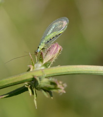 Chrysopa walkeri
