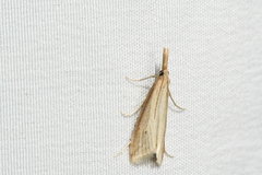 Donacaula