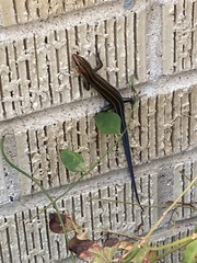 Plestiodon fasciatus