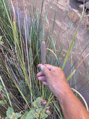Typha domingensis