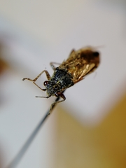 Brachycarenus tigrinus