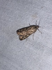 Loxostege cereralis