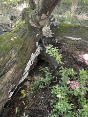Rigidoporus populinus