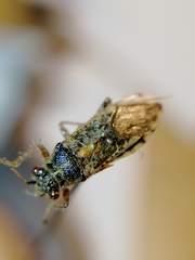 Brachycarenus tigrinus