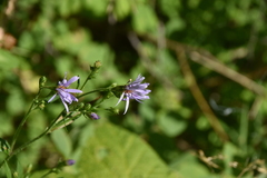 Symphyotrichum ciliolatum