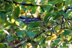 Setophaga nigrescens