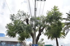 Jacaranda mimosifolia
