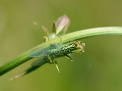 Chrysopa walkeri