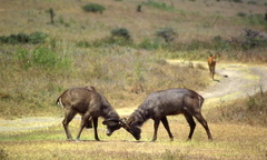 Kobus ellipsiprymnus