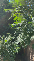 Ailanthus altissima