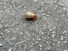 Leptinotarsa decemlineata