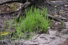 Oryza sativa
