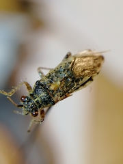 Brachycarenus tigrinus