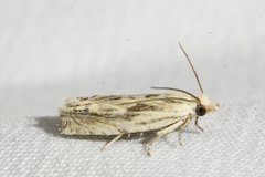 Eucosma olivaceana