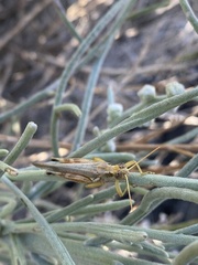 Melanoplinae