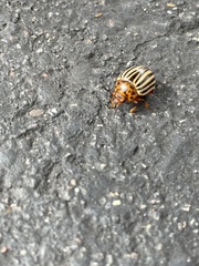 Leptinotarsa decemlineata