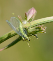 Chrysopa walkeri