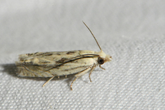 Eucosma olivaceana