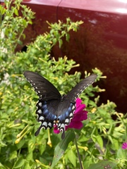 Papilio troilus