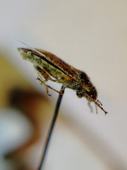 Brachycarenus tigrinus