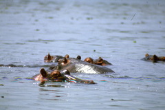 Hippopotamus amphibius