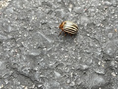 Leptinotarsa decemlineata