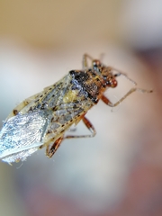 Brachycarenus tigrinus