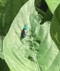 Augochloropsis metallica