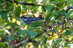 Setophaga nigrescens