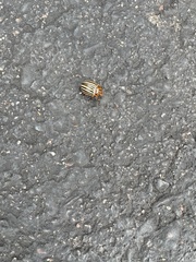 Leptinotarsa decemlineata