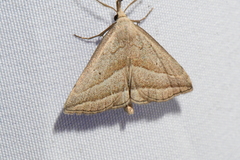 Macrochilo absorptalis