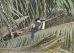 Andigena nigrirostris