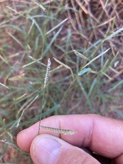 Bouteloua barbata rothrockii