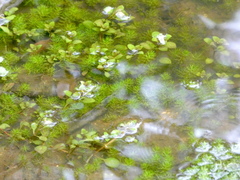 Myriophyllum