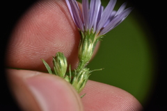 Symphyotrichum ciliolatum
