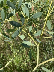 Faboideae